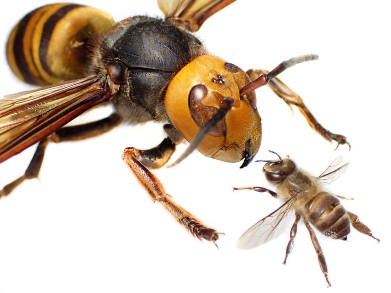 性信息素可能是阻止巨型大黄蜂入侵的关键