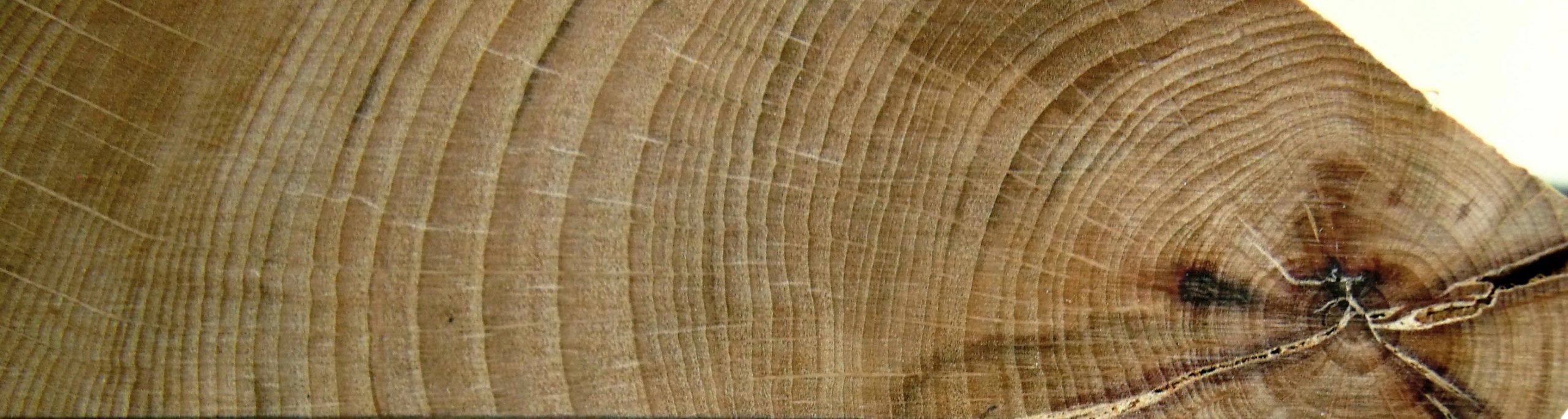 年轮揭示了欧洲的山毛榉森林受到气候变化的巨大影像