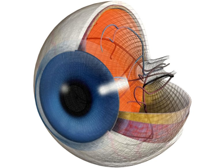 视觉科学家通过眼睛的光感受器发现光路的新角度