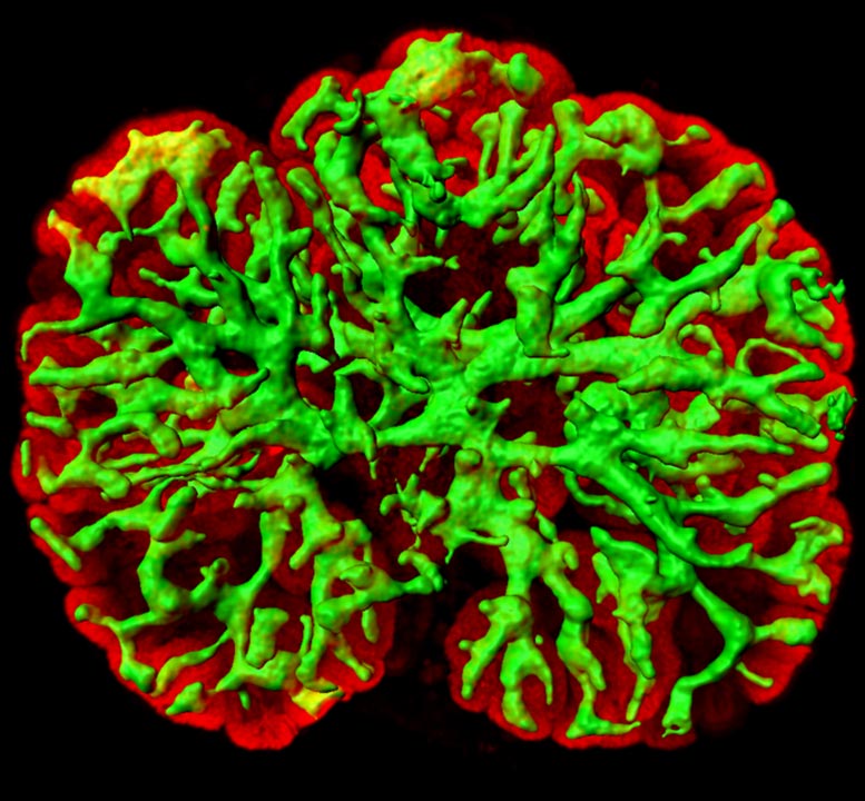 由培养的小鼠胚胎干细胞生成的 3D 肾脏
