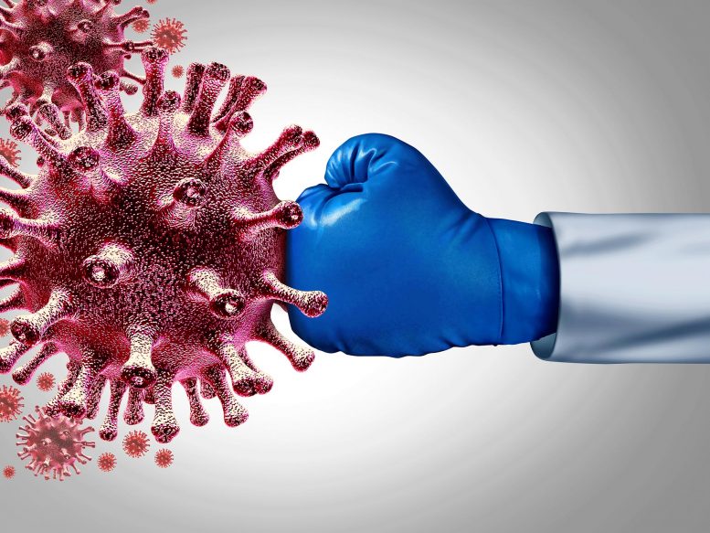 科学家们发现了冠状病毒的致命弱点