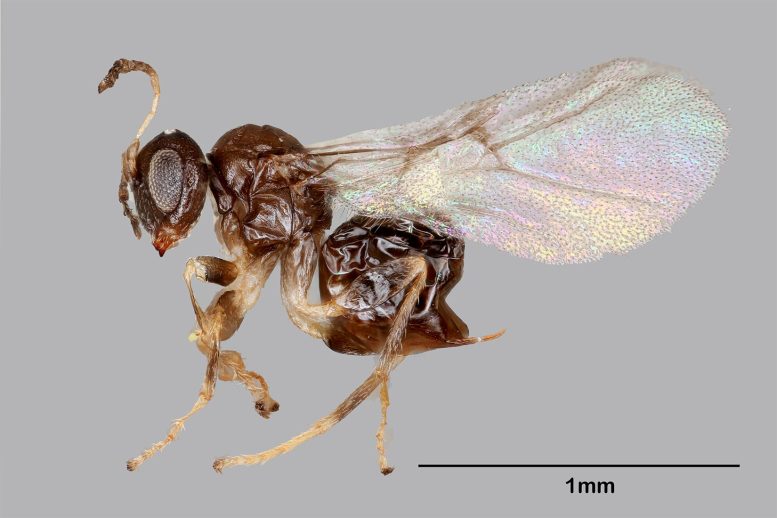 Neuroterus Valhalla：生物学家发现奇怪的新黄蜂物种