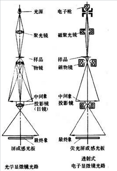 光学显微镜和电子显微镜的不同点对比