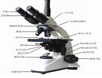 看微生物细胞形态用什么显微镜？