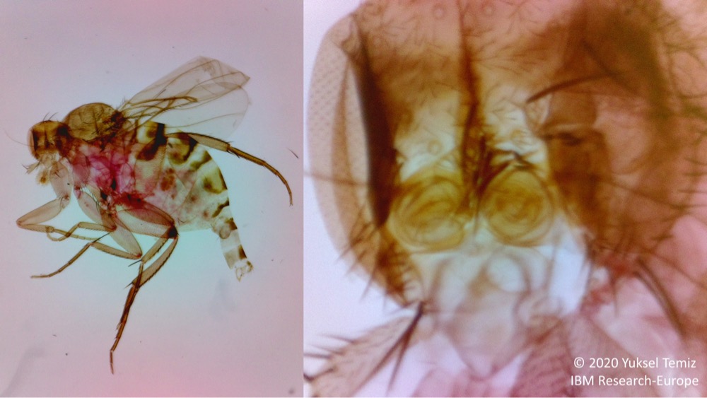 果蝇的显微图像