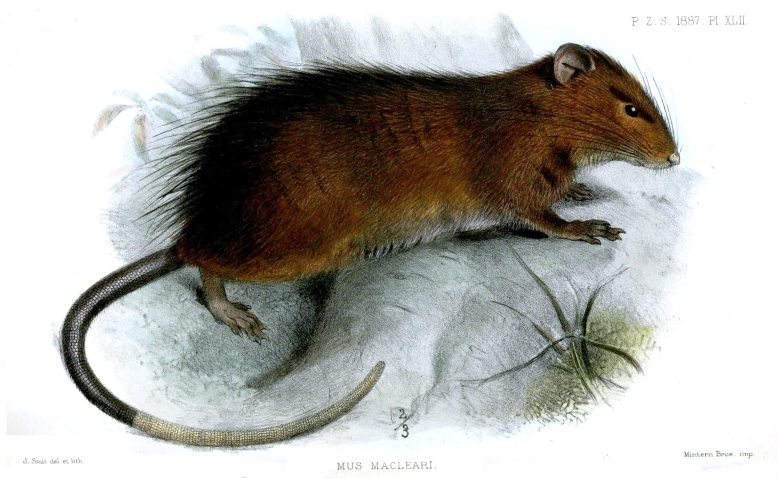 圣诞岛鼠 (Rattus macleari)