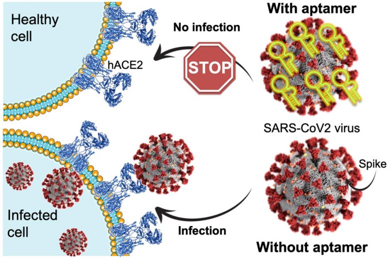 SARS-CoV-2 病毒刺突识别 hACE2 蛋白