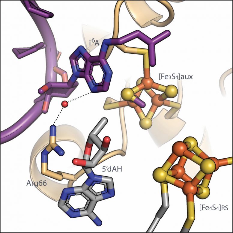 MiaB 与 tRNA 结合