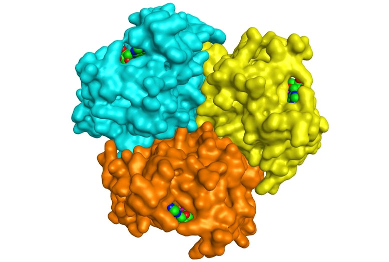 来自奥丁古菌的古代酶的三聚体结构