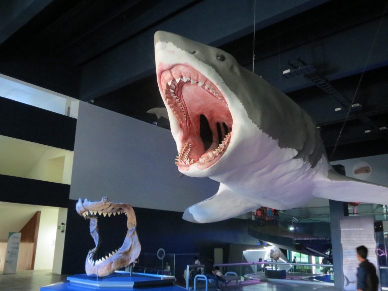 全尺寸巨齿鲨模型