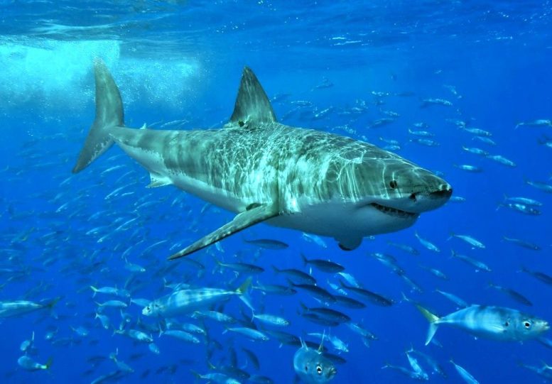 大白鲨巨齿鲨近亲