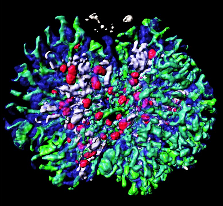 从培养的小鼠胚胎干细胞产生的 3D 肾脏结构