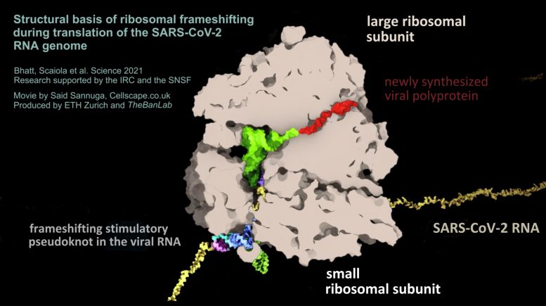 SARS-CoV-2 的 RNA