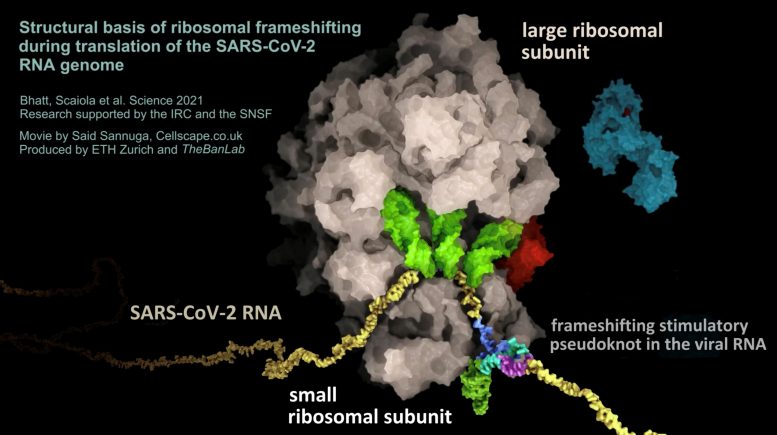 SARS-CoV-2 病毒假结结构的 RNA